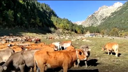 Imagen de las vacas pastando en el monte.