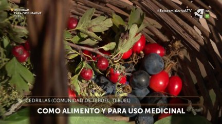 Plantas silvestres