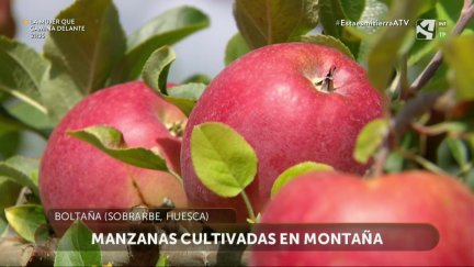 Manzanas de montaña