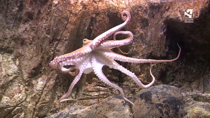 El pulpo 'Laura' en el acuario de Zaragoza.
