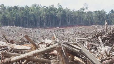 Detener la deforestación es uno de los grandes retos contra el cambio climático.
