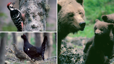De izquierda a derecha y de arriba a abajo: cría de quebrantahuesos, urogallo pirenaico y oso pirenaico con sus crías.