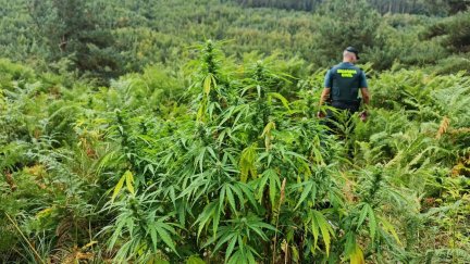 Un agente de la Guardia Civil en una plantación de marihuana. (EP)