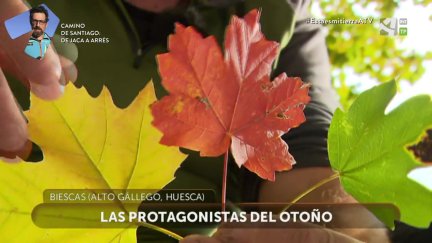 Hojas