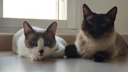 León y Luna, dos gatos caseros que aguardan el turno para ponerse la vacuna.