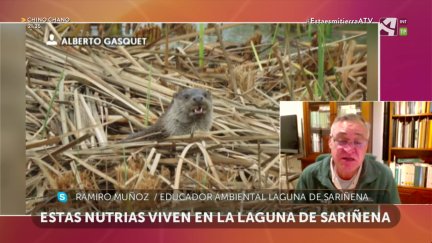 Nutrias en la Laguna de Sariñena