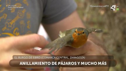 Anillamiento de pájaros en El Burgo de Ebro