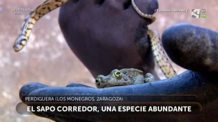 Los rescatadores: Sapos y culebras