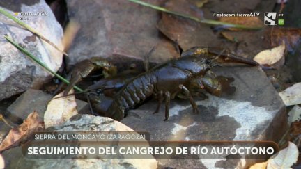 Seguimiento del cangrejo autóctono