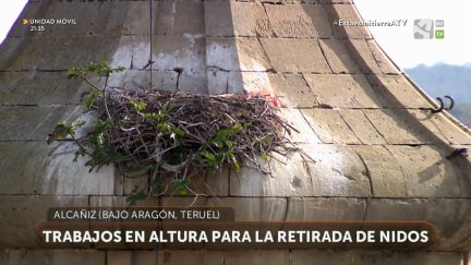Retirada de nidos en Alcañiz