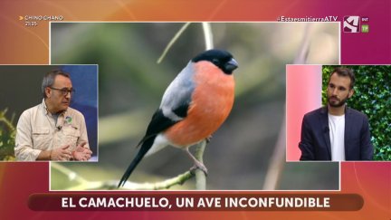 Camachuelo y efectos del volcán en los animales