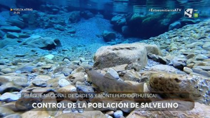 Control del Salvelino