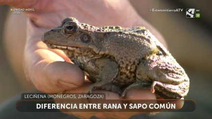 ¿Rana o Sapo?