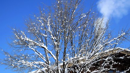 Nieve en la copa de un árbol y en el tejado de una casa, donde hay una chimenea encendida (Pixabay).