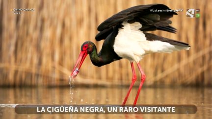 Cigüeña blanca, Cigüeña negra