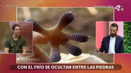 Salamanquesa