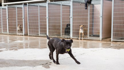 Muchos de los perros pertenecen a razas catalogadas como potencialmente peligrosas. (Foto: Diputación Zaragoza).