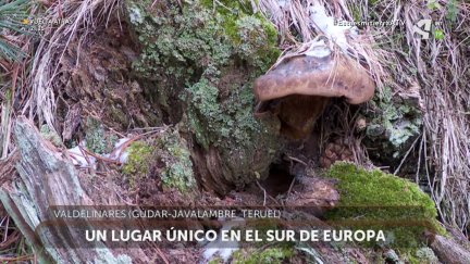 Monegro, único en el sur de Europa