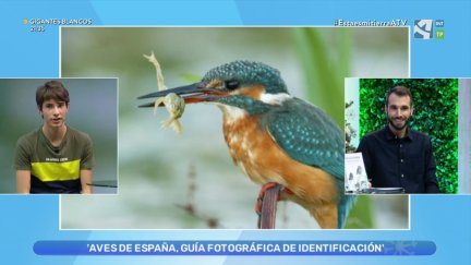 Aves de España