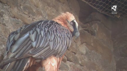 El Pirineo sigue siendo uno de los hábitats de los quebrantahuesos.