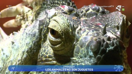 Son seres vivos, no juguetes