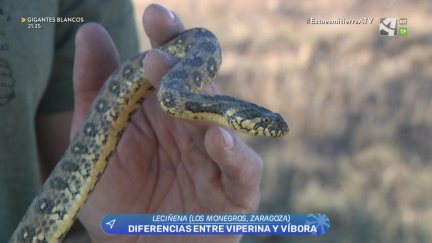 Los rescatadores: viperina o víbora