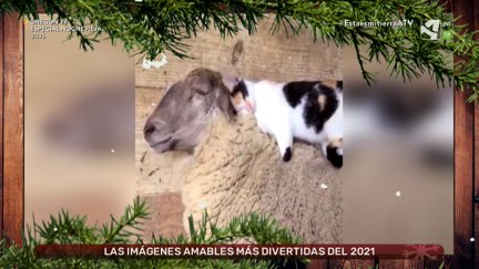 2021, un año de imágenes amables