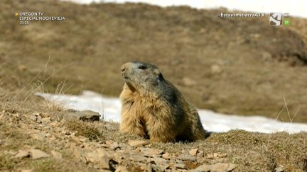2021, un año de queridos animales (I)