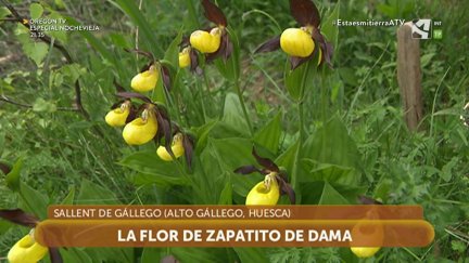 2021, un año de queridos árboles y plantas
