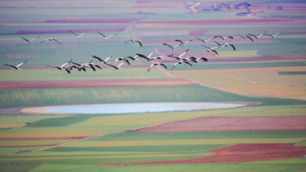 Varias grullas sobrevolando la laguna de Gallocanta. / Foto: Turismo Aragón