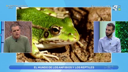 Anfibios y reptiles