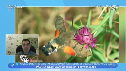 Mariposas del año 2022