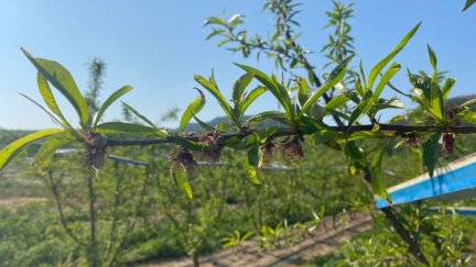Imagen de archivo de un campo de frutales afectado por las heladas en abril de 2021.