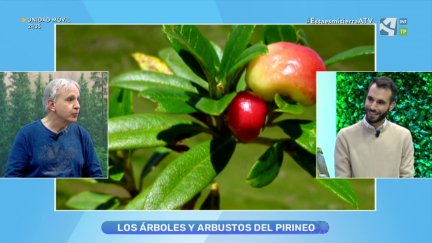 Árboles y arbustos del Pirineo Aragonés