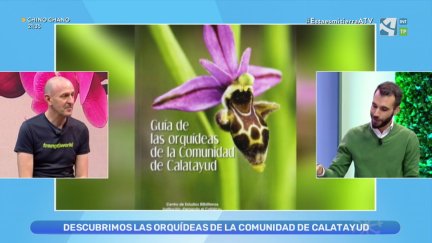 Orquídeas