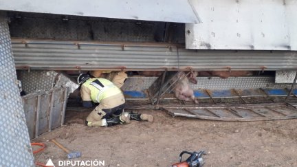 Un bombero libera a los animales atrapados. / Diputación de Zaragoza