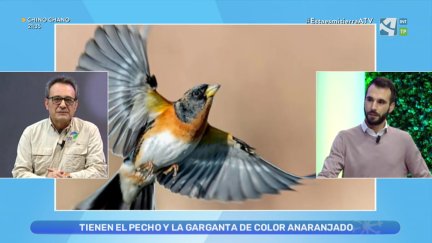 Pinzón real