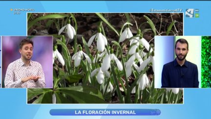 Florecen en invierno