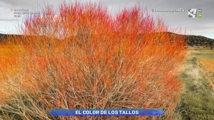 El color de los tallos