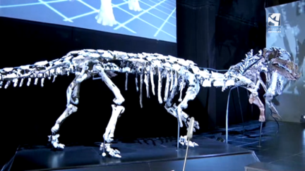 El esqueleto original, único en el mundo, del dinosaurio anquilosaurio 'Europelta carbonensis'