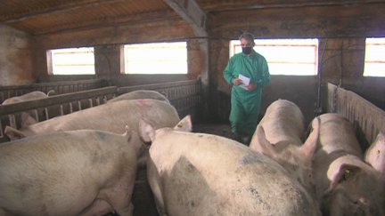 Un trabajador realiza labores en una granja aragonesa.