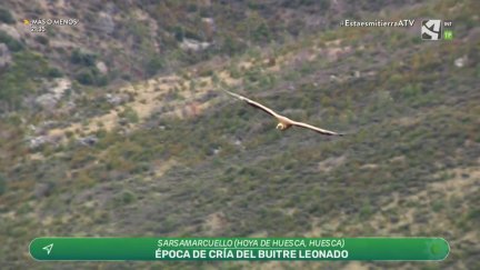 Buitre leonado