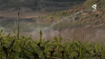 Sistema de riego anti heladas. / Foto: Aragón TV