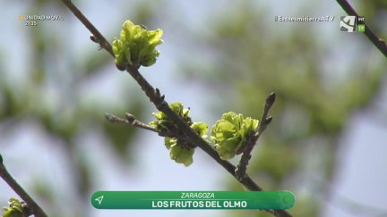 Olmos