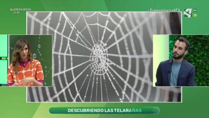 Telas de araña