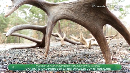 Aprendiendo a mirar