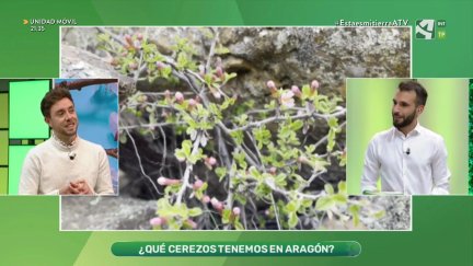 Cerezos en flor