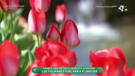 Primavera, de nuevo