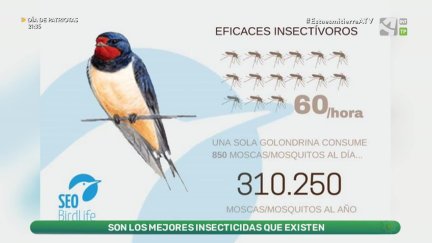Golondrinas, aviones y vencejos