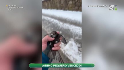 ¡Ánimo, pequeño vencejo!